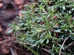 Helichrysum caespititium