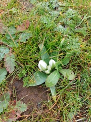 Ornithogalum lanceolatum