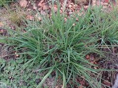 Heteropogon contortus