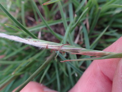 Heteropogon contortus