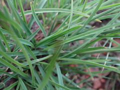 Heteropogon contortus