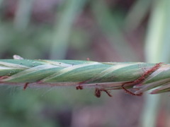 Heteropogon contortus