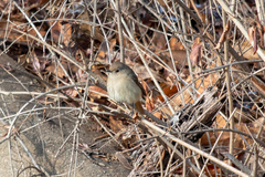 Phoenicurus auroreus