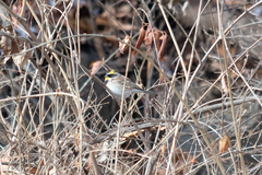 Emberiza elegans