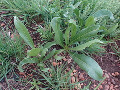 Pygmaeothamnus zeyheri