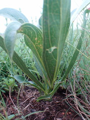 Pygmaeothamnus zeyheri