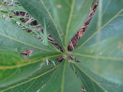 Pygmaeothamnus zeyheri