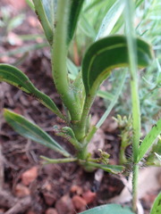 Pygmaeothamnus zeyheri