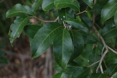 Celastrus subspicatus