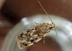 Barea exarcha