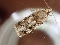 Barea exarcha