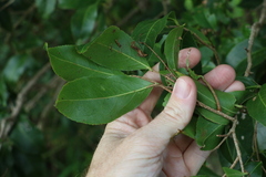 Celastrus subspicatus