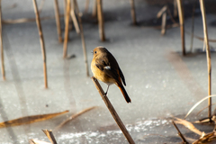 Phoenicurus auroreus