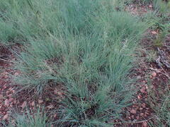 Eragrostis chloromelas