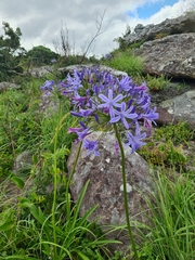Agapanthus campanulatus