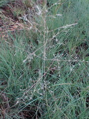Eragrostis chloromelas