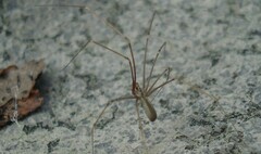 Pholcus opilionoides