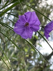Solanum linearifolium