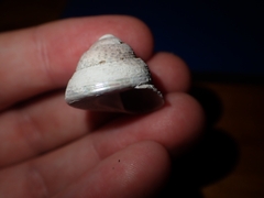 Coelotrochus tiaratus