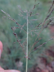 Eragrostis chloromelas