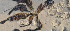 Saccharina latissima