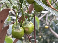 Solanum linearifolium