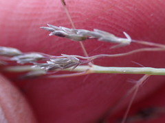 Eragrostis chloromelas