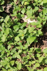 Calyptocarpus vialis