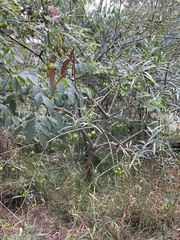 Solanum linearifolium