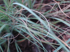 Eragrostis chloromelas