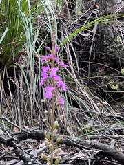 Stylidium productum