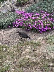 Gallinula tenebrosa tenebrosa