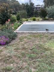 Gallinula tenebrosa tenebrosa