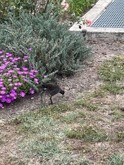 Gallinula tenebrosa tenebrosa
