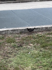 Gallinula tenebrosa tenebrosa