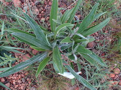 Helichrysum krebsianum