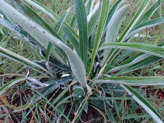 Helichrysum krebsianum