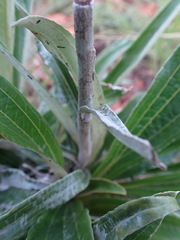 Helichrysum krebsianum