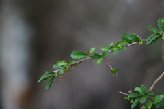 Acalypha capillipes