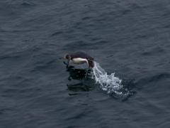 Megadyptes antipodes