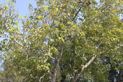 Magnolia champaca