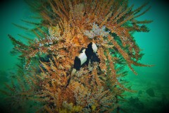 Pseudogoniistius nigripes