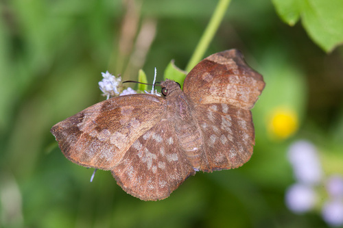 Sickle-winged Skipper