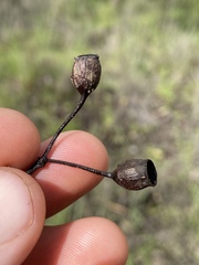 Corymbia confertiflora