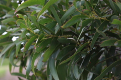 Acacia harpophylla