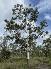 Corymbia confertiflora