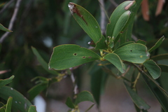 Acacia harpophylla