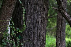 Acacia harpophylla
