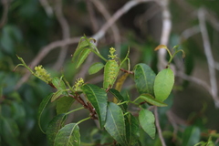 Excoecaria dallachyana