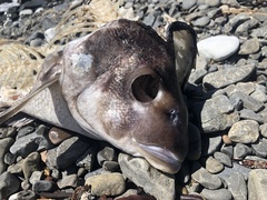 Latridopsis ciliaris